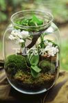 玻璃瓶植物