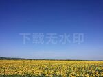 向日葵天空