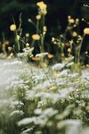 阳光花丛小白花