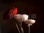 玫瑰花