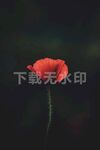虞美人