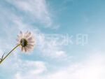 雏菊天空