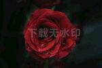 玫瑰花