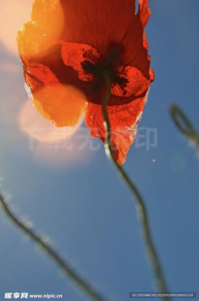 虞美人