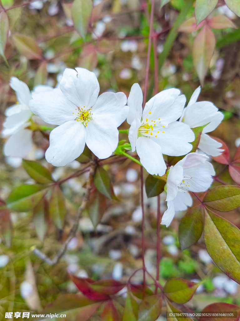 山樱花