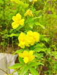 迎春花