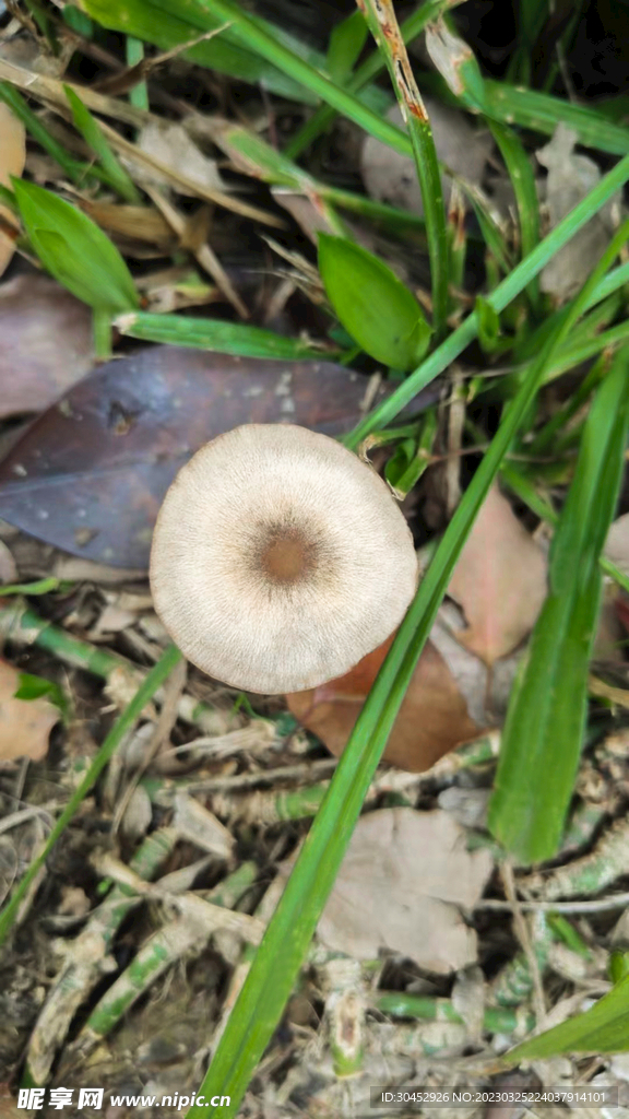 蘑菇野生菌白蘑菇