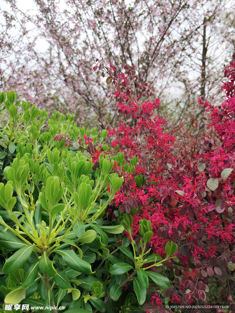 撞色花叶红花绿叶