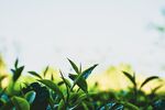  新鲜茶叶          