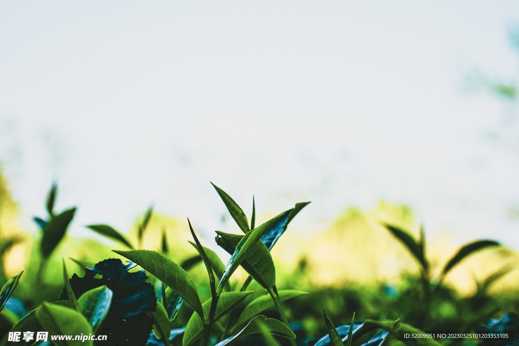  新鲜茶叶          