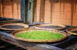  新鲜茶叶          