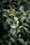  新鲜茶叶          