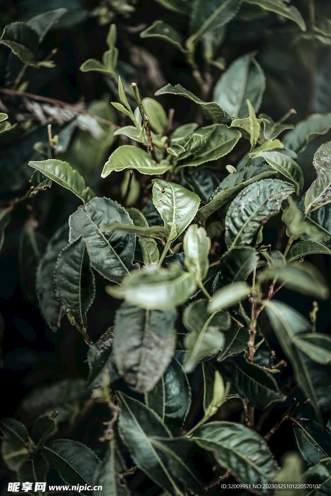  新鲜茶叶          