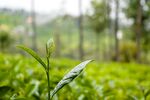  新鲜茶叶          