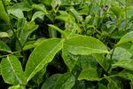  新鲜茶叶          