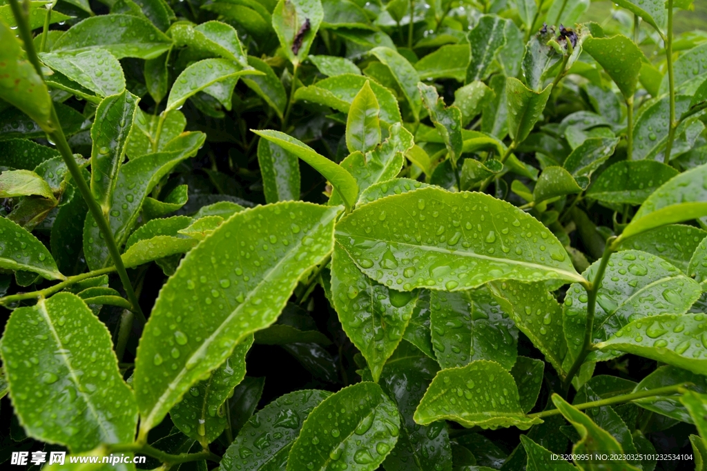 新鲜茶叶          