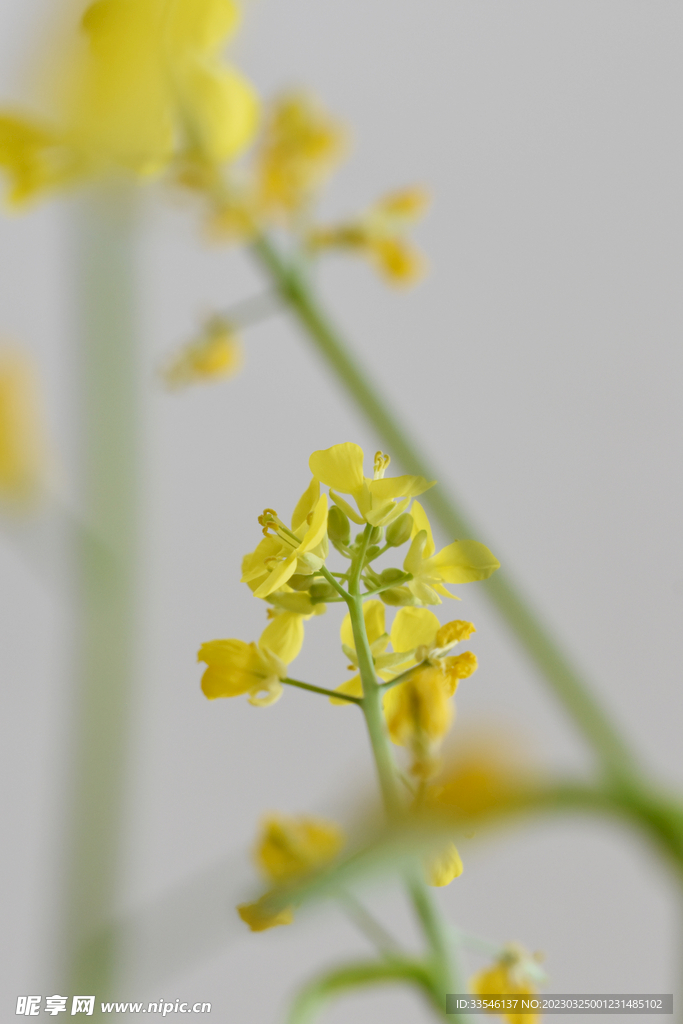 油菜花场景