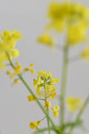 立春油菜花