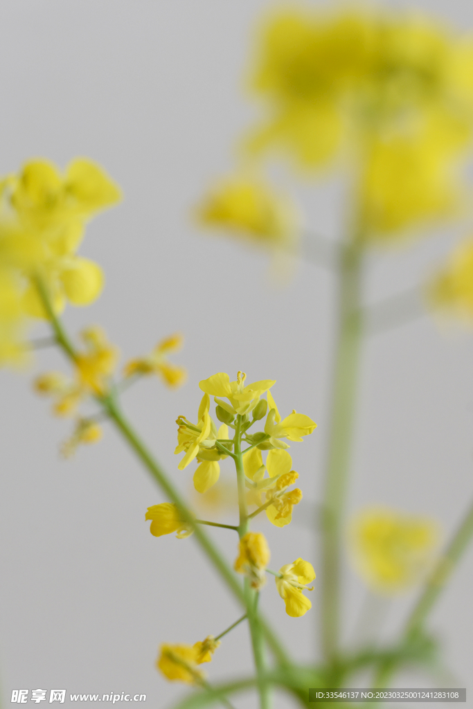 立春油菜花