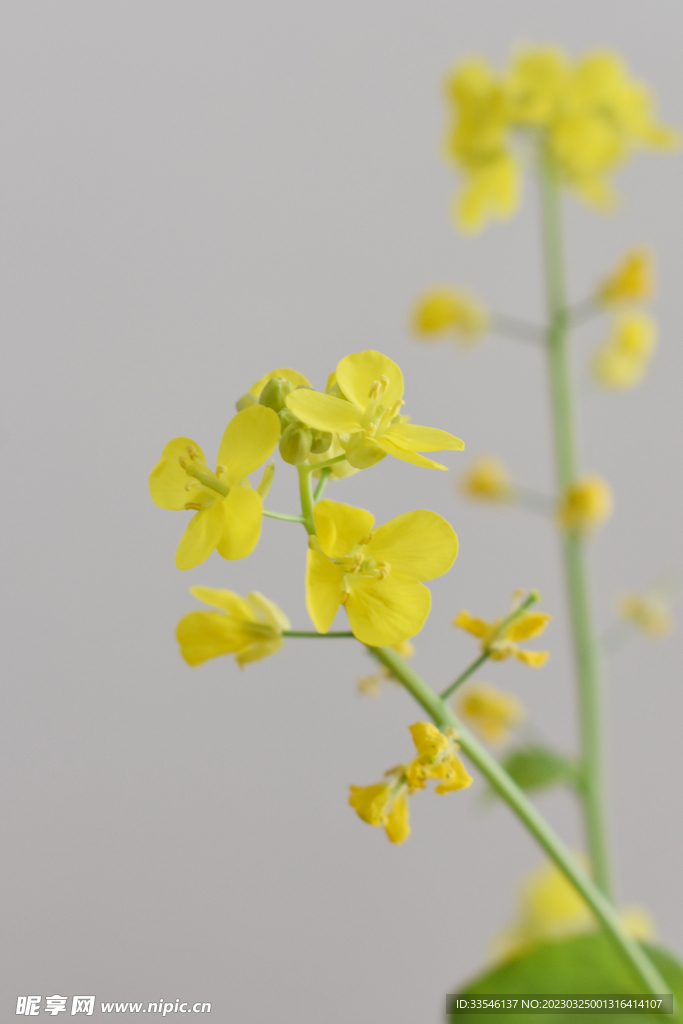 油菜花背景