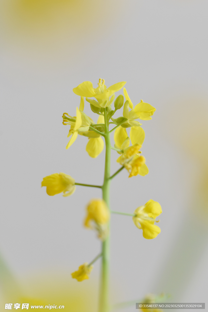 虚化油菜花