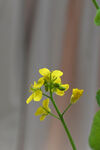 一朵油菜花