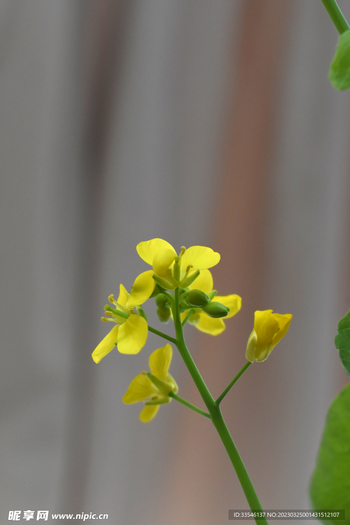 一朵油菜花