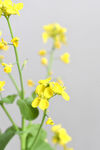 油菜花花卉