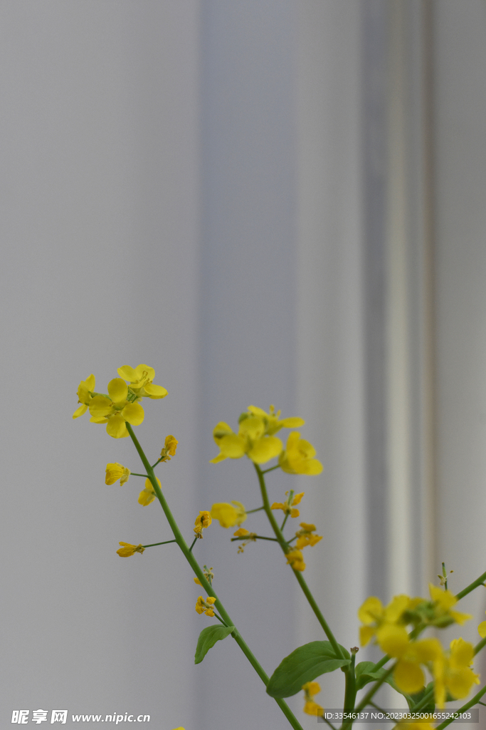 室内油菜花