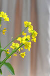 窗帘布油菜花花束