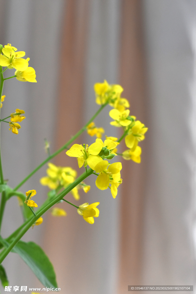 窗帘布油菜花花束