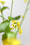 油菜花特写
