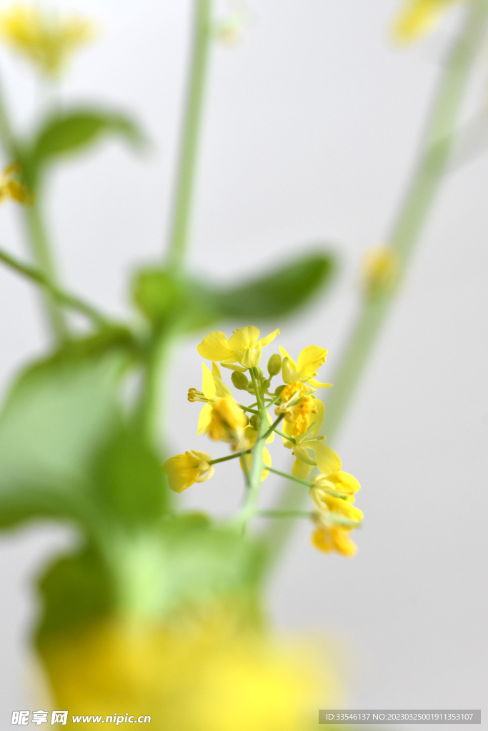 油菜花特写