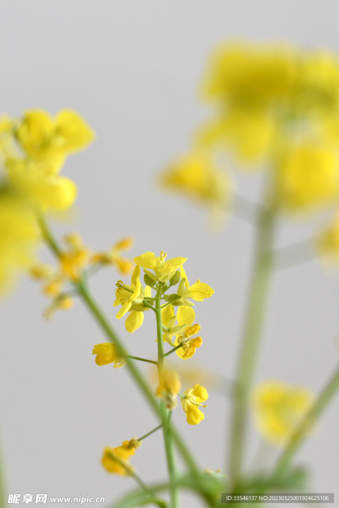 白色背景油菜花