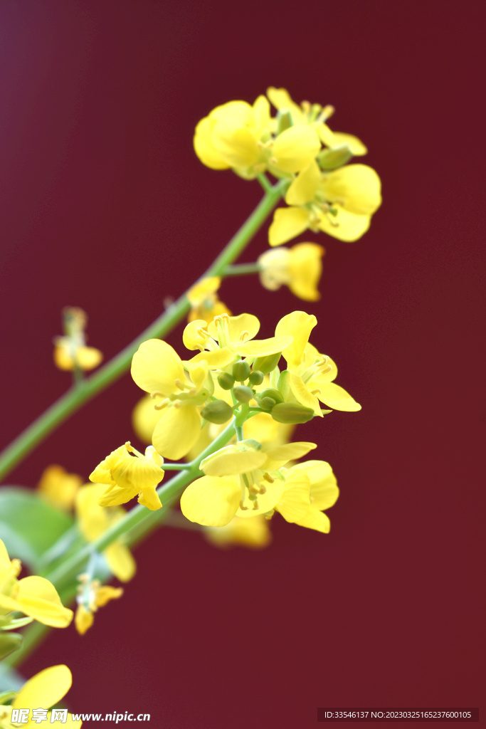 一株油菜花