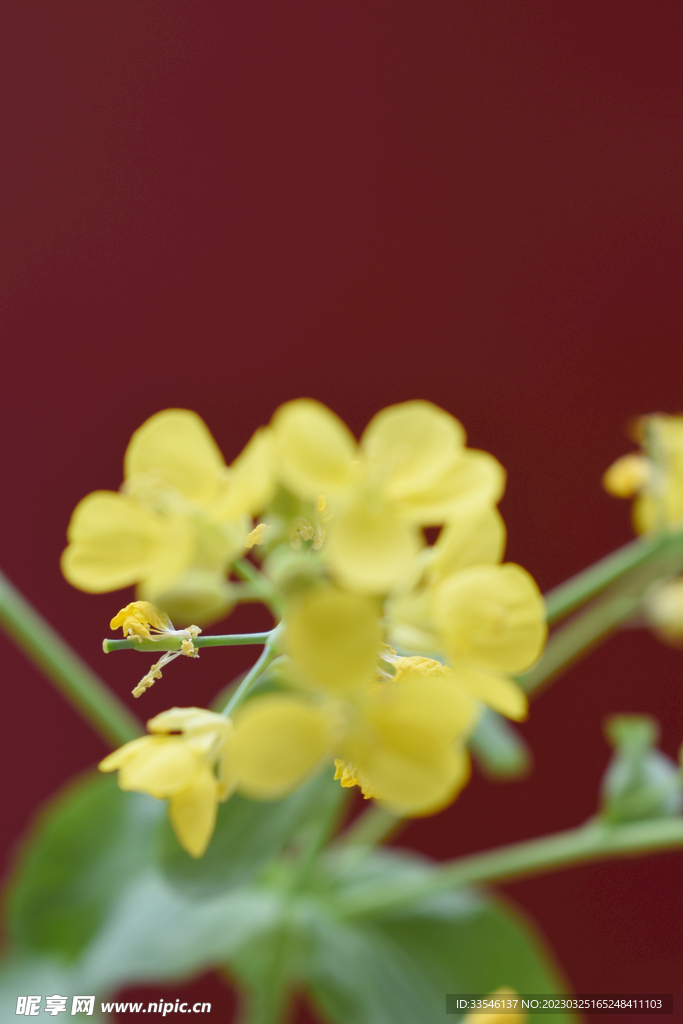 盛开油菜花