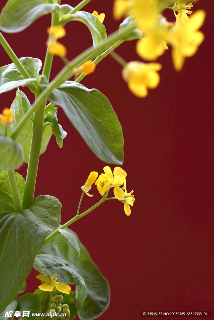 红色背景油菜花