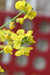 淡雅鲜花