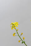 简约鲜花背景