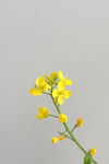 黄色小朵鲜花