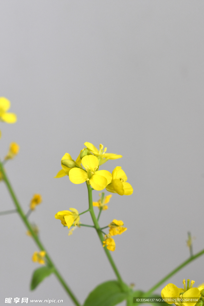 黄色花朵图片 美丽鲜花