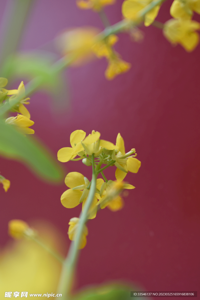 虚化油菜花