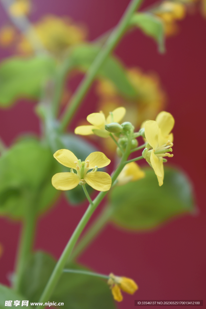 双重曝光油菜花