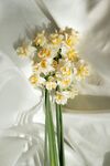 黄色海棠花