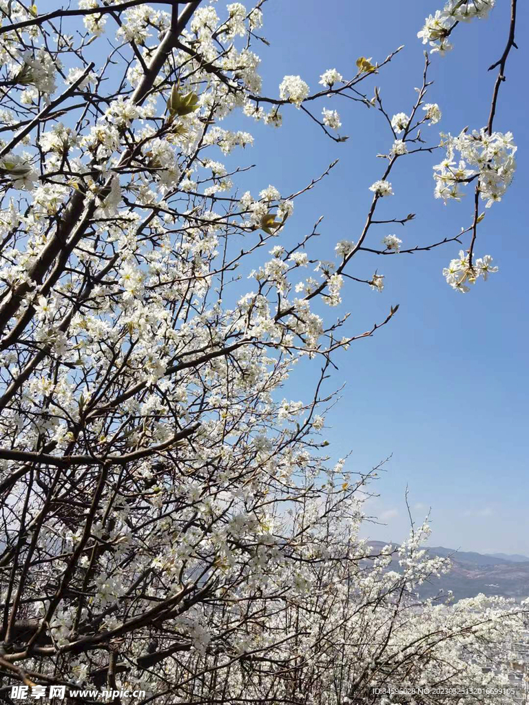 浪漫春天梨花