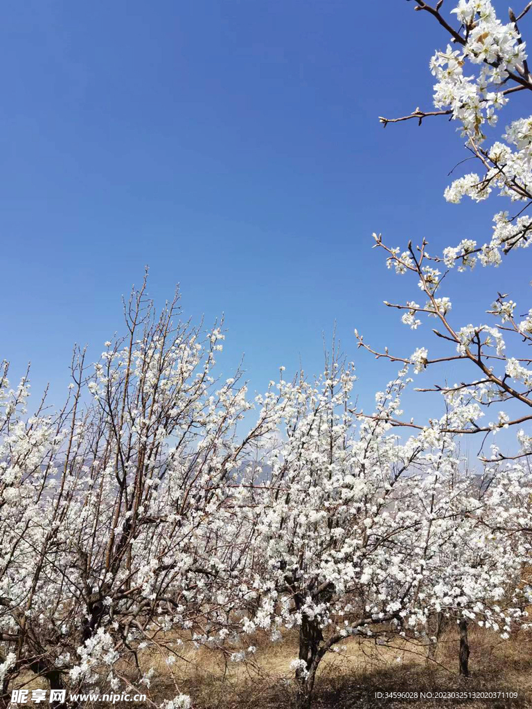 浪漫春季梨花