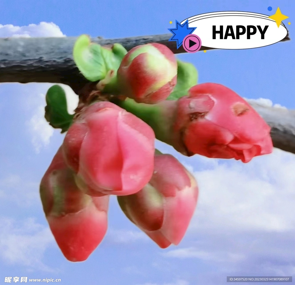 桃花含苞