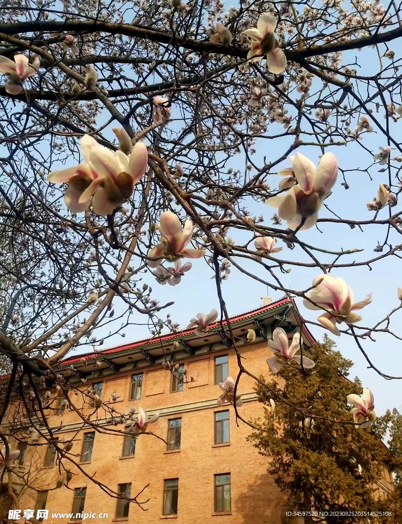 玉兰花开