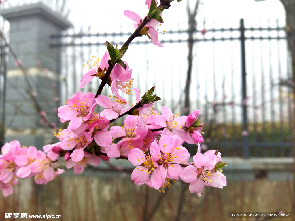 桃花