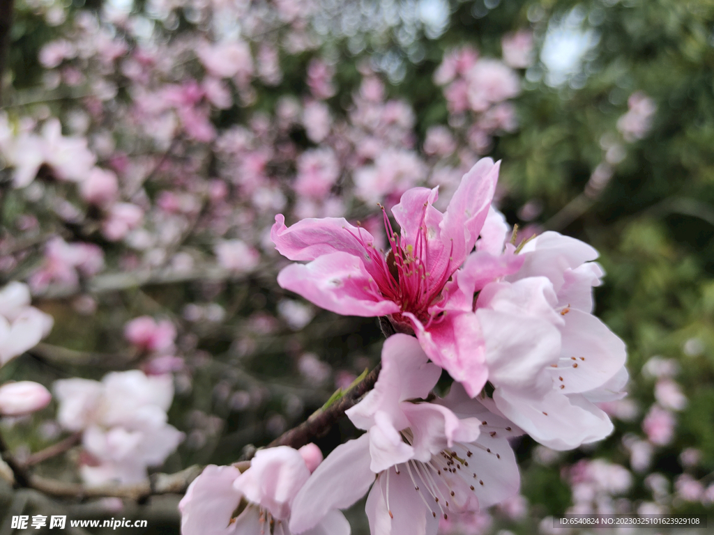 花